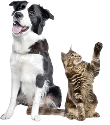 Ilustração de cão e gato